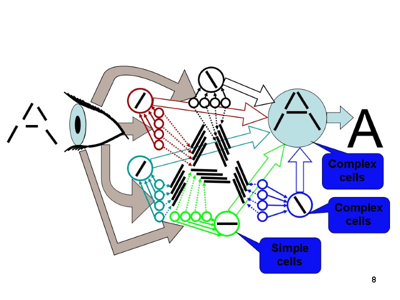 8 Simple cells Complex cells Complex cells